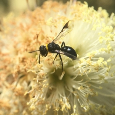 Hylaeus sp. (genus) (A masked bee) at Mogo State Forest - 23 Oct 2019 by PeterA