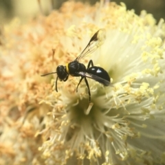 Hylaeus sp. (Masked bee) at Mogo, NSW - 23 Oct 2019 by PeterA