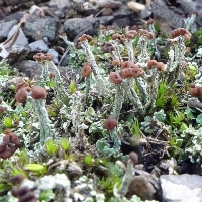 Cladonia sp. (genus) (Cup Lichen) at Point 5811 - 8 May 2020 by JanetRussell