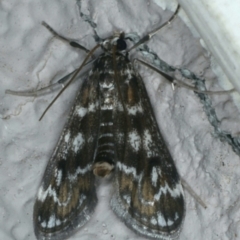 Hygraula nitens (Pond Moth) at Ainslie, ACT - 25 Nov 2019 by jbromilow50