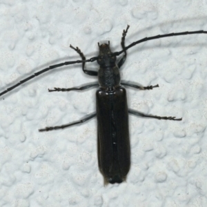 Neostenus saundersii at Ainslie, ACT - 25 Nov 2019