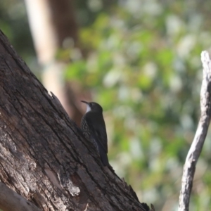 Cormobates leucophaea at Cook, ACT - 9 May 2020