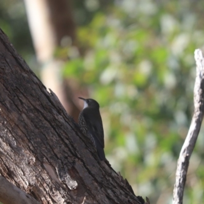 Cormobates leucophaea (White-throated Treecreeper) at Cook, ACT - 9 May 2020 by Tammy