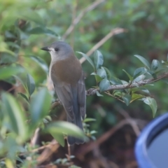 Colluricincla harmonica (Grey Shrikethrush) at Cook, ACT - 9 May 2020 by Tammy