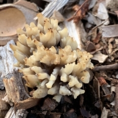 zz coralloid at Fowles St. Woodland, Weston - 5 May 2020 by AliceH