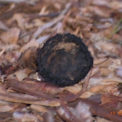 Unidentified Fungus at Fowles St. Woodland, Weston - 10 Mar 2020 by AliceH