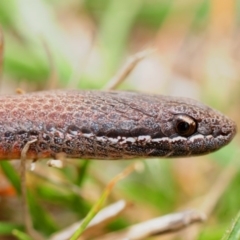 Drysdalia coronoides (White-lipped Snake) at Namadgi National Park - 24 Mar 2013 by Harrisi