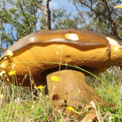 Phlebopus marginatus (Giant Bolete) at Namadgi National Park - 3 Mar 2013 by Harrisi