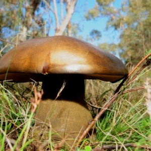 Phlebopus marginatus at Rendezvous Creek, ACT - 3 Mar 2013 02:06 PM