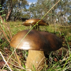 Phlebopus marginatus at Rendezvous Creek, ACT - 3 Mar 2013 02:06 PM