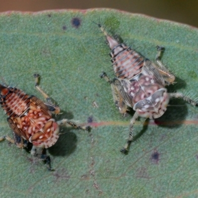 Cicadellidae (family) (Unidentified leafhopper) at Black Mountain - 12 Oct 2012 by Harrisi