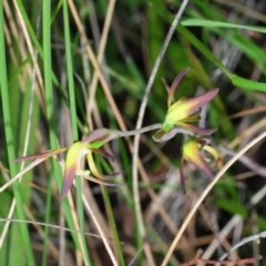 Lyperanthus suaveolens (Brown Beaks) at Hackett, ACT - 12 Oct 2012 by Harrisi