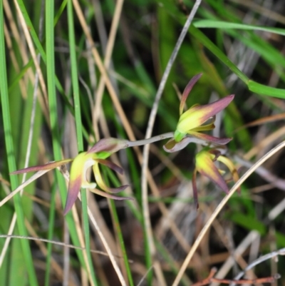 Lyperanthus suaveolens (Brown Beaks) at Hackett, ACT - 13 Oct 2012 by Harrisi