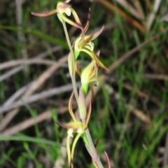 Lyperanthus suaveolens at Hackett, ACT - suppressed