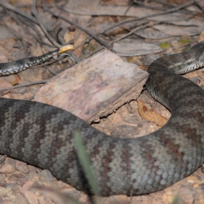 Acanthophis antarcticus (Common Death Adder) at QPRC LGA - 2 Apr 2012 by Harrisi