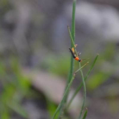 Chauliognathus tricolor (Tricolor soldier beetle) at QPRC LGA - 20 Apr 2020 by natureguy