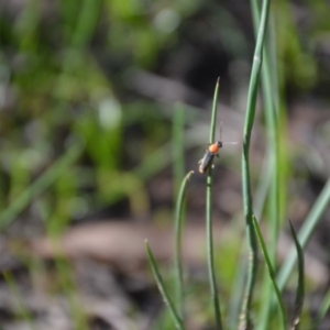 Chauliognathus tricolor at Wamboin, NSW - 20 Apr 2020