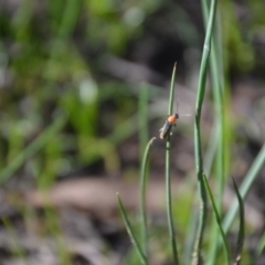 Chauliognathus tricolor at Wamboin, NSW - 20 Apr 2020