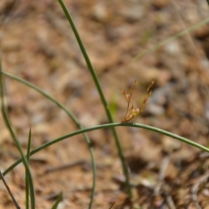 Juncus sp. at Wamboin, NSW - 20 Apr 2020