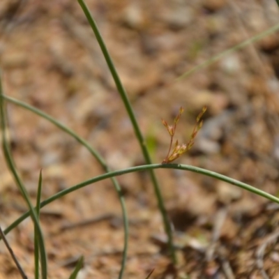 Juncus (genus) (A Rush) at Wamboin, NSW - 20 Apr 2020 by natureguy