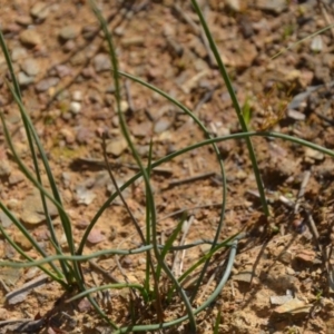 Juncus sp. at Wamboin, NSW - 20 Apr 2020