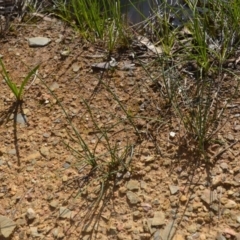 Juncus sp. at Wamboin, NSW - 20 Apr 2020