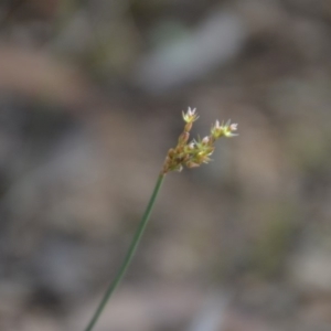 Juncus sp. at Wamboin, NSW - 20 Apr 2020