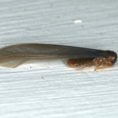 Termitoidae (informal group) (Unidentified termite) at Ainslie, ACT - 23 Nov 2019 by jbromilow50