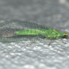 Apertochrysa edwardsi (A Green Lacewing) at Ainslie, ACT - 24 Nov 2019 by jb2602