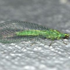 Apertochrysa edwardsi (A Green Lacewing) at Ainslie, ACT - 24 Nov 2019 by jb2602