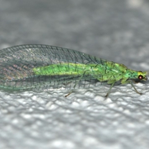 Apertochrysa edwardsi at Ainslie, ACT - 24 Nov 2019 10:40 PM