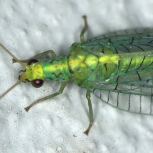 Apertochrysa edwardsi at Ainslie, ACT - 24 Nov 2019 10:40 PM