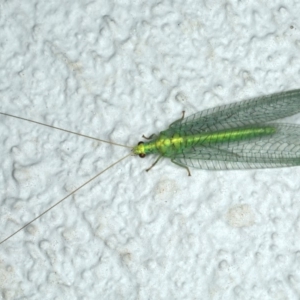 Apertochrysa edwardsi at Ainslie, ACT - 24 Nov 2019 10:40 PM