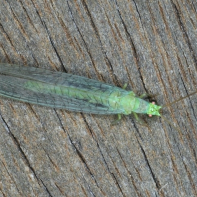 Mallada signatus (Green Lacewing) at Ainslie, ACT - 24 Nov 2019 by jbromilow50