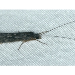 Leptoceridae sp. (family) (Long-horned caddisfly) at Ainslie, ACT - 24 Nov 2019 by jb2602