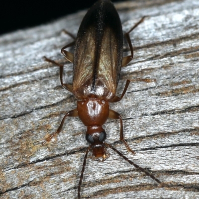 Euomma lateralis (Comb-clawed beetle) at Ainslie, ACT - 24 Nov 2019 by jb2602