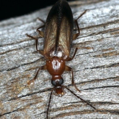 Euomma lateralis (Comb-clawed beetle) at Ainslie, ACT - 24 Nov 2019 by jb2602