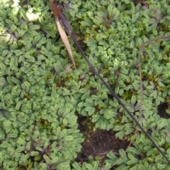 Riccia subbifurca (Liverwort) at Yarramundi Grassland
 - 8 May 2020 by pinnaCLE