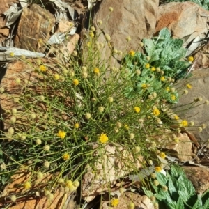 Calotis lappulacea at Garran, ACT - 10 May 2020