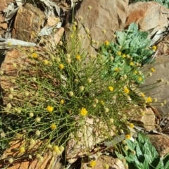 Calotis lappulacea (Yellow Burr Daisy) at Garran, ACT - 10 May 2020 by Mike