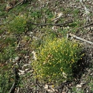 Calotis lappulacea at Garran, ACT - 10 May 2020 12:01 PM