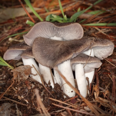 Tricholoma terreum (Grey Knight or Dirty Tricholoma) at Isaacs Ridge and Nearby - 10 May 2020 by Marthijn