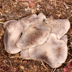 Tricholoma terreum at Jerrabomberra, ACT - 10 May 2020