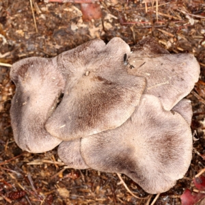 Tricholoma terreum at Jerrabomberra, ACT - 10 May 2020