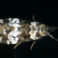 Eudonia protorthra (A Scopariine moth) at Ainslie, ACT - 25 Nov 2019 by jbromilow50