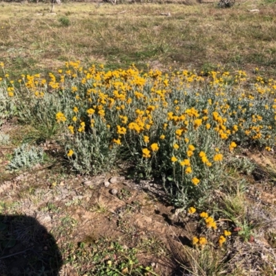 Chrysocephalum apiculatum (Common Everlasting) at Throsby, ACT - 9 May 2020 by DGriffin