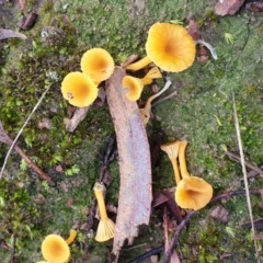 Lichenomphalia chromacea (Yellow Navel) at Mount Painter - 6 May 2020 by drakes