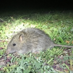 Rattus rattus (Black Rat) at Rendezvous Creek, ACT - 28 Mar 2020 by AdamHenderson