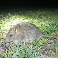 Rattus rattus (Black Rat) at Namadgi National Park - 27 Mar 2020 by AdamHenderson