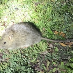 Rattus rattus at Rendezvous Creek, ACT - 28 Mar 2020 12:24 AM